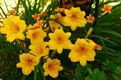 low maintenance plants daylillies