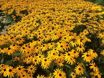 drought tolerant plants black eyed susan