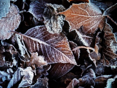 Frost on the ground