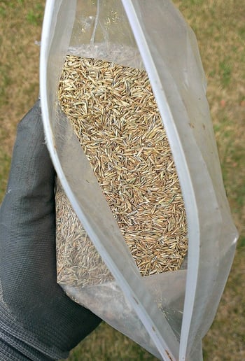Seed vs Sod for New Lawn