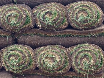 add sod or plant grass seed
