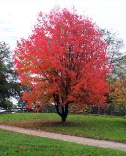 Oak