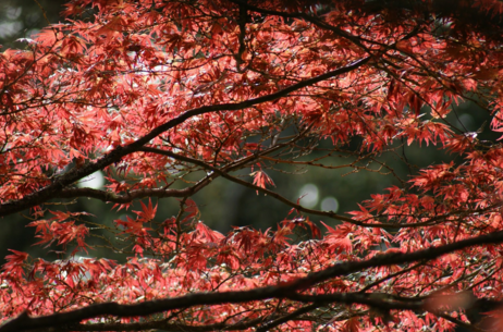 red maple