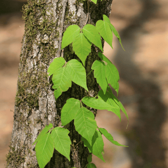 poison-ivy-on-tree-three-leaflets-identification