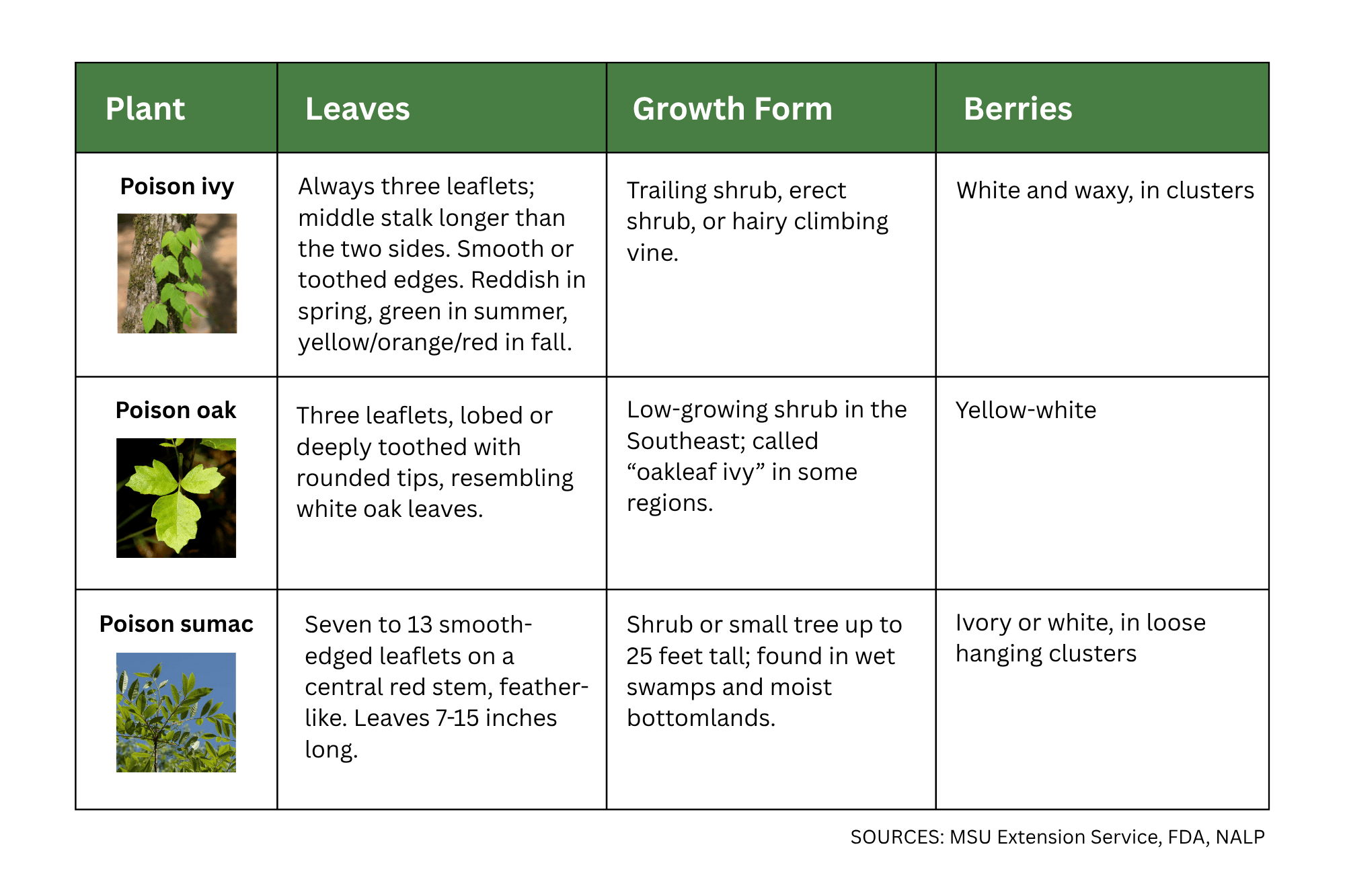 poisonous-plants-identification-chart