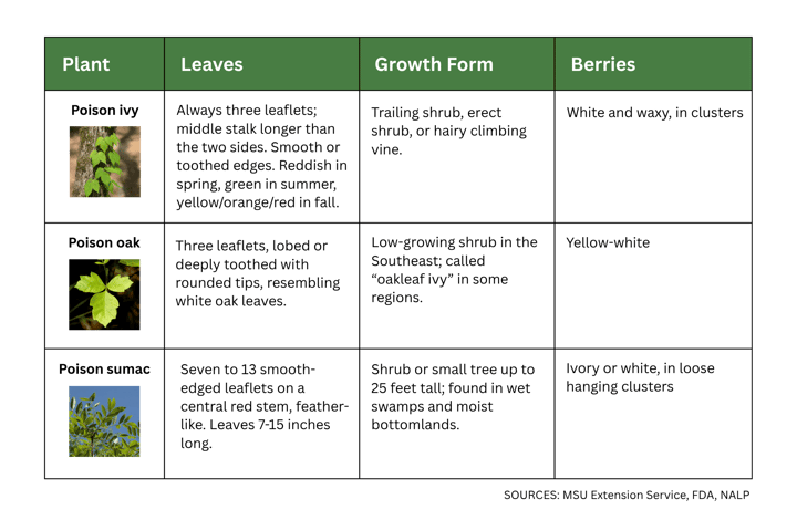 poisonous-plants-identification-chart