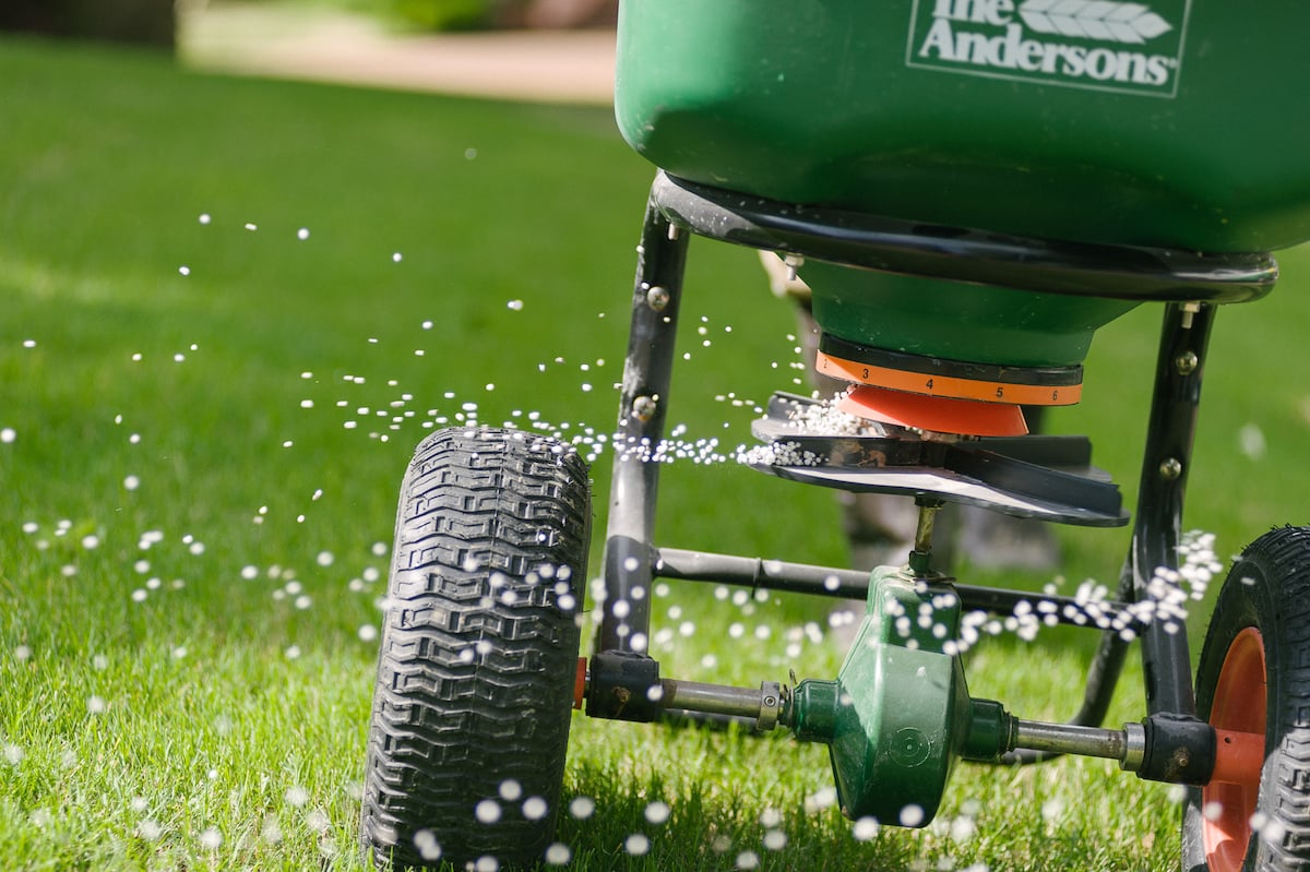 granular fertilizer spread with walk behind spreader