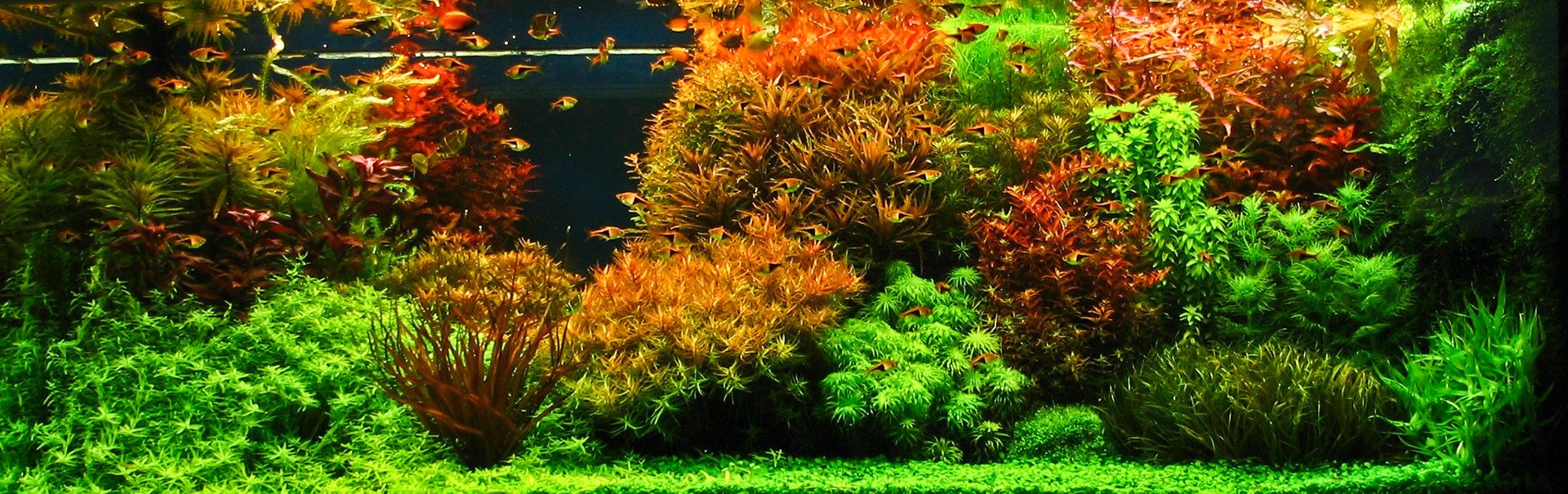 Aquascape2.jpg