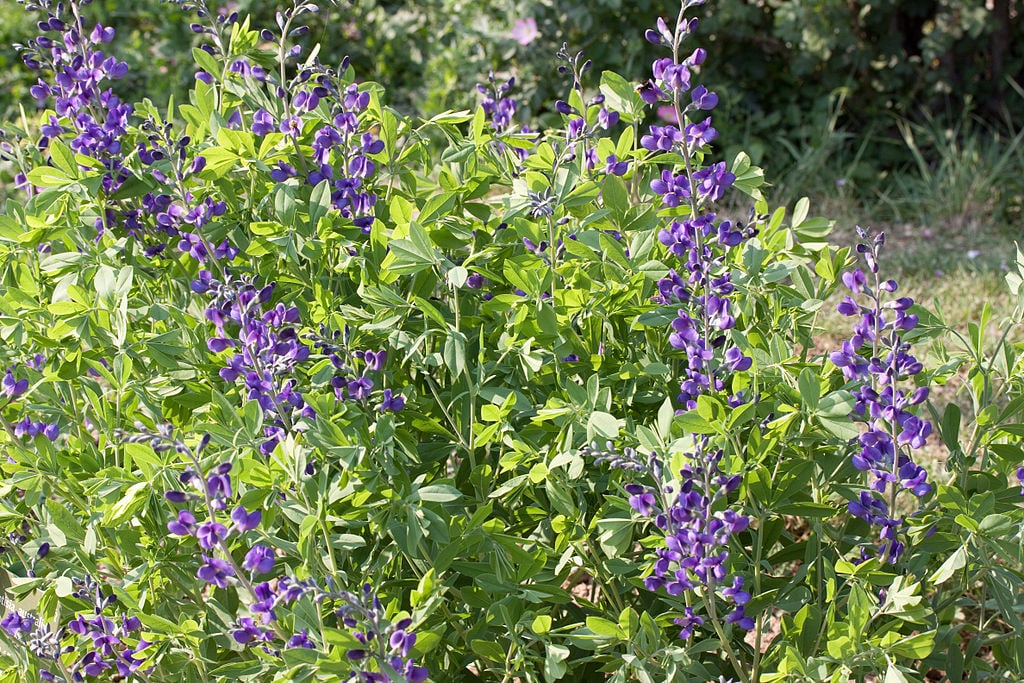 Blue False Indigo native plant