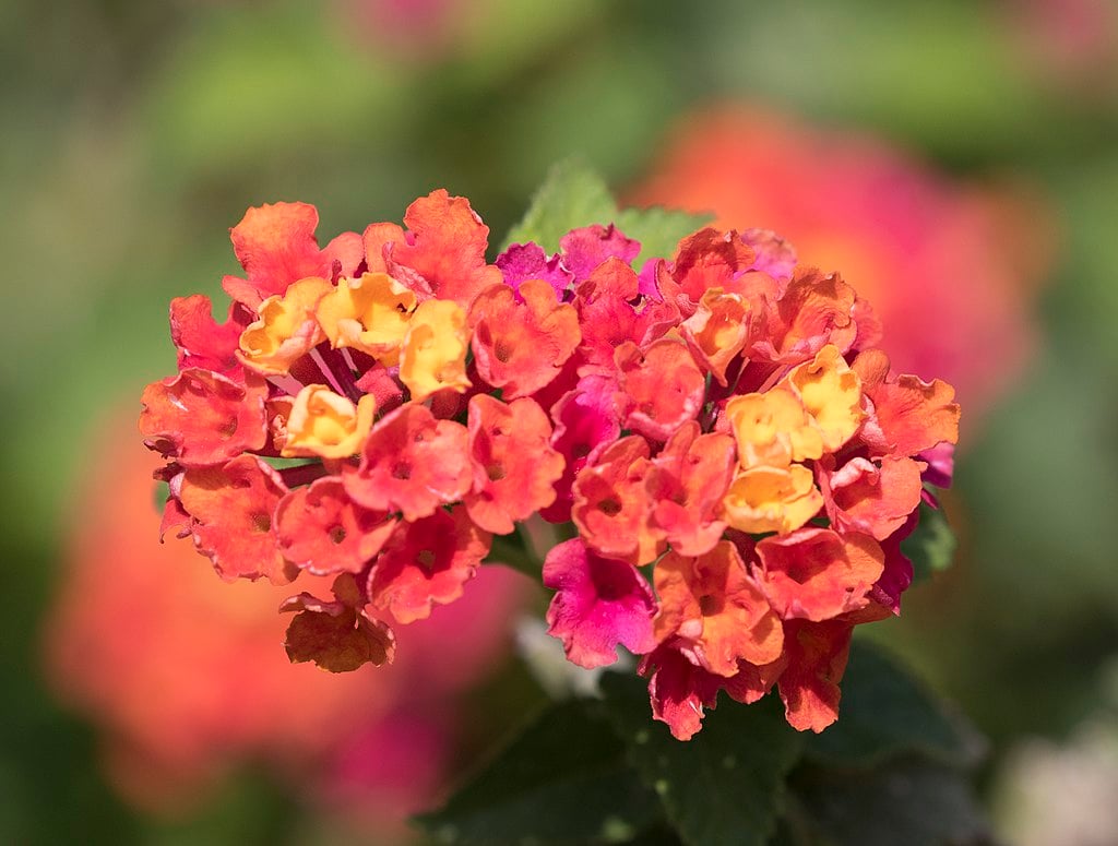 Lantana for container plant