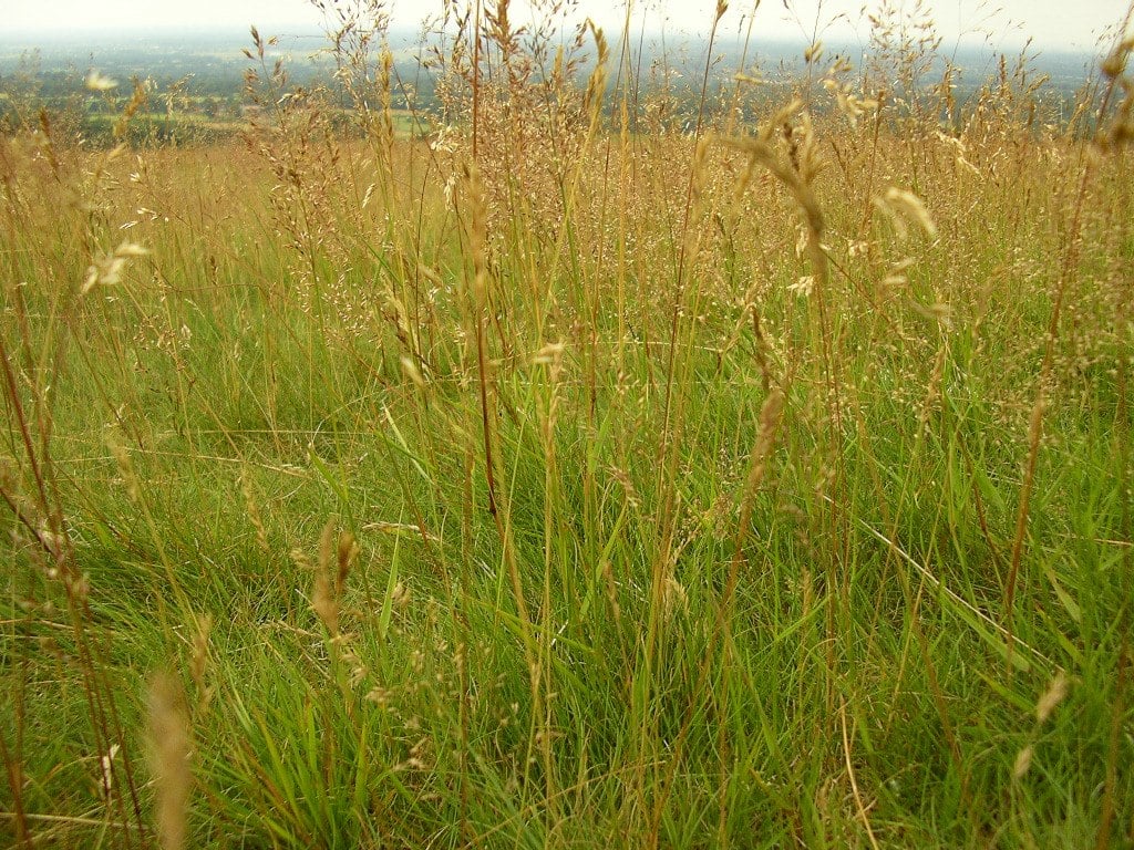 Needed brush clearing