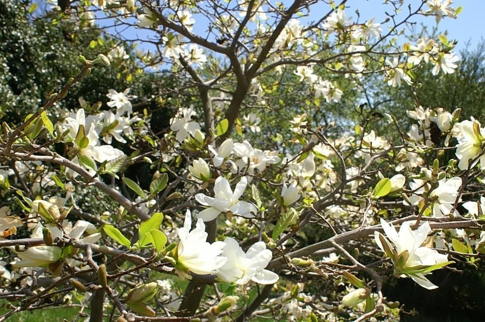 Deciduous magnolia