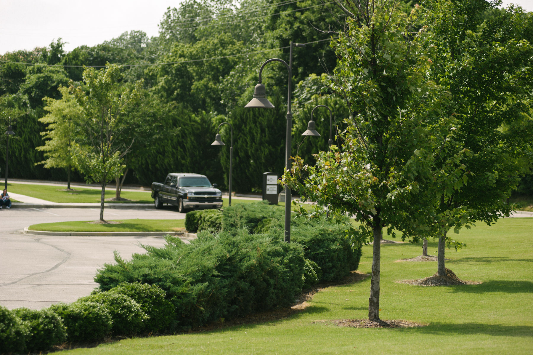 Trees in parking lot landscaping