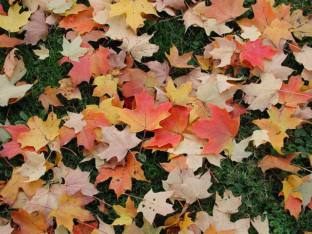 Fall_Leaves